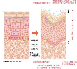 シワのメカニズム